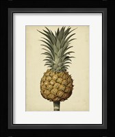 Brookshaw Antique Pineapple II Fine Art Print