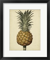 Brookshaw Antique Pineapple II Framed Print
