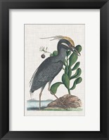 Catesby Heron I Fine Art Print