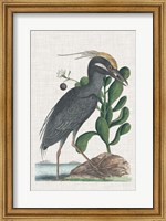 Catesby Heron I Fine Art Print
