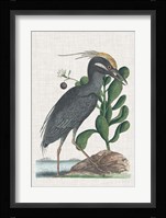 Catesby Heron I Fine Art Print