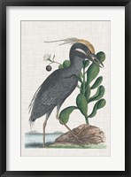 Catesby Heron I Framed Print