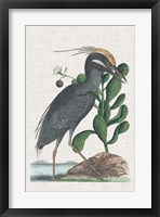 Catesby Heron I Fine Art Print