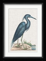 Catesby Heron II Fine Art Print