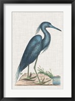 Catesby Heron II Framed Print