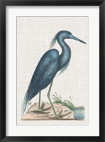 Catesby Heron II Fine Art Print