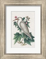 Catesby Heron III Fine Art Print
