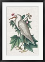 Catesby Heron III Fine Art Print