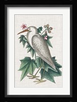 Catesby Heron III Fine Art Print