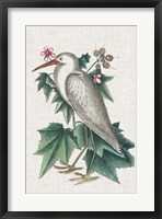 Catesby Heron III Framed Print