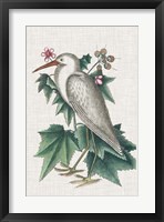Catesby Heron III Fine Art Print