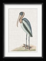 Catesby Heron IV Fine Art Print