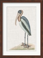 Catesby Heron IV Fine Art Print