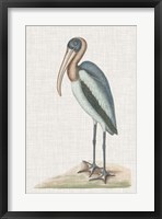 Catesby Heron IV Framed Print