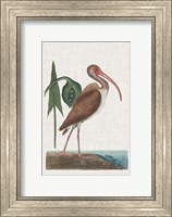 Catesby Heron V Fine Art Print