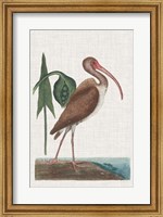 Catesby Heron V Fine Art Print