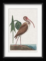 Catesby Heron V Fine Art Print