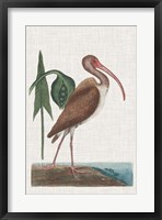 Catesby Heron V Framed Print