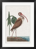 Catesby Heron V Fine Art Print