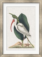 Catesby Heron VI Fine Art Print