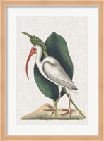 Catesby Heron VI Fine Art Print