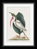 Catesby Heron VI Fine Art Print
