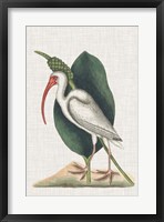 Catesby Heron VI Framed Print