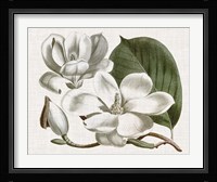 Curtis Magnolia I Framed Print