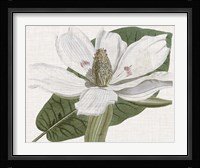 Curtis Magnolia II Framed Print