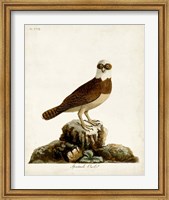 Spectacle Owl Fine Art Print
