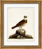 Spectacle Owl Fine Art Print