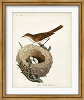 Lesser White-Throat and Nest Fine Art Print