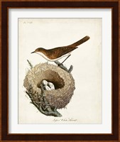 Lesser White-Throat and Nest Fine Art Print