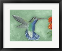 Fresco Hummingbird I Framed Print