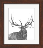 Wildlife Snapshot: Elk Fine Art Print