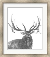 Wildlife Snapshot: Elk Fine Art Print