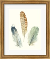 Watercolor Feathers IV Fine Art Print