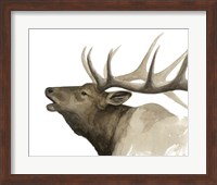 Call of the Elk II Fine Art Print