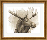 Bull Moose I Fine Art Print