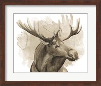 Bull Moose I Fine Art Print