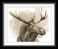 Bull Moose I Framed Print