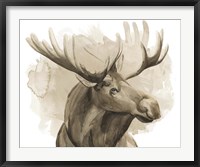 Bull Moose I Framed Print