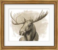 Bull Moose II Fine Art Print