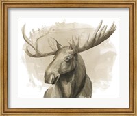 Bull Moose II Fine Art Print