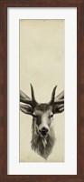 Triptych Elk II Fine Art Print