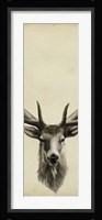 Triptych Elk II Fine Art Print