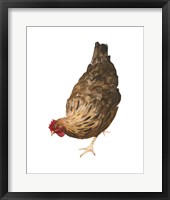 Autumn Chicken II Framed Print