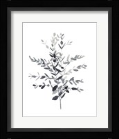 Paynes Grey Botanicals II Framed Print