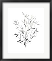 Paynes Grey Botanicals III Framed Print