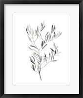 Paynes Grey Botanicals IV Framed Print
